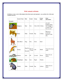 Animals on the Farm