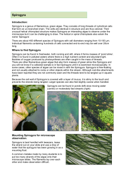 Spirogyra - Learning on the Loop