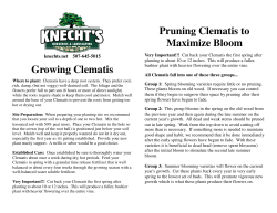 Growing Clematis Pruning Clematis to Maximize Bloom