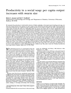 Productivity in a social wasp: per capita output increases with swarm