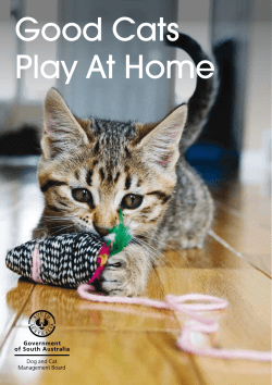 Good Cats Play At Home