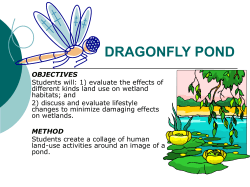 DRAGONFLY POND