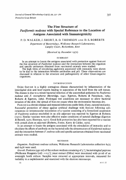 The Fine Structure of Fuszjiirmis nodosus with Special Reference to