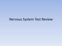 Nervous System Test Review