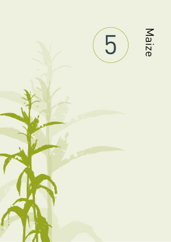 Crop yields and global food security