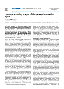 Upper processing stages of the perception&ndash;action cycle