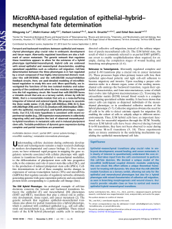 MicroRNA-based regulation of epithelial&ndash;hybrid
