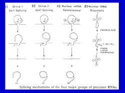 RNA Splicing 2