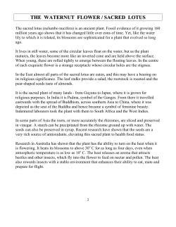 THE WATERNUT FLOWER / SACRED LOTUS