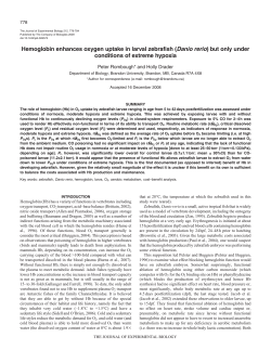 Hemoglobin enhances oxygen uptake in larval zebrafish (Danio rerio)