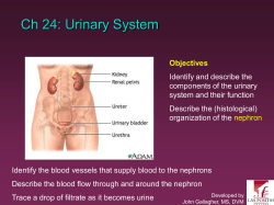 Ch 23: Urinary System