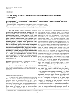 The ER Body, a Novel Endoplasmic Reticulum