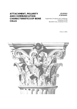 Attachment, polarity and communication characteristics of bone cells