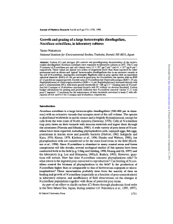 Growth and grazing of a large heterotrophic dinoflagellate, Noctiluca