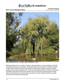 a weeping willow reflected