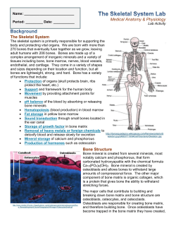 Station 1: The Skeletal System