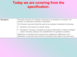 4 Receptors