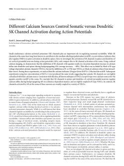 Different Calcium Sources Control Somatic versus Dendritic SK
