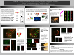 The OA&beta;1R receptor is required in peripheral neurons to interpret