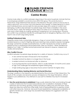 Dominance Behavior and Social Structure