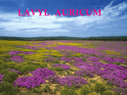 Lavyl officinalis - Global Wellness System