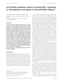 LET-60 RAS modulates effects of insulin/IGF-1 signaling on