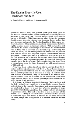 The Raisin Tree-Its Use, Hardiness and Size - Arnoldia