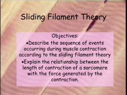 sliding filament theory