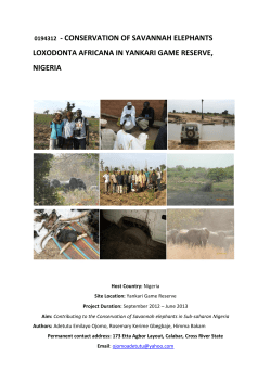 0194312 - conservation of savannah elephants loxodonta africana