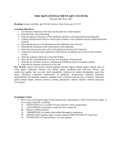 Histology of the Skin (Integumentary System)