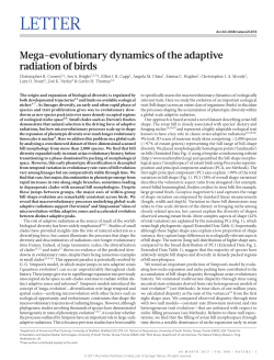 Mega-evolutionary dynamics of the adaptive radiation of birds