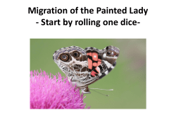 Activity Cards - Painted Lady Migration Game