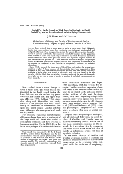 Social Play in the American Black Bear: Its Similarity to Canid Social