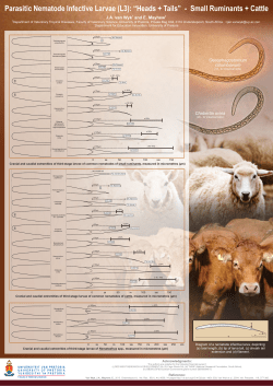 HEADS TAILS poster Jan van Wyk