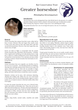Greater horseshoe - Bat Conservation Trust