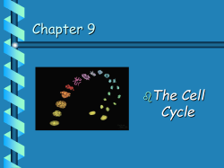 The Cell Cycle