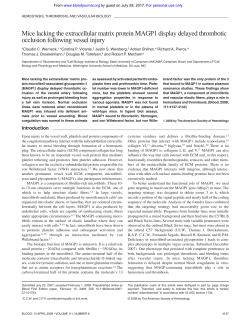 Mice lacking the extracellular matrix protein MAGP1