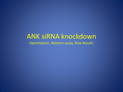 ANK siRNA knockdown Optimization, Western