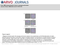 Slide - Journal of Vision