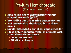 Phylum Hemichordat Almost Chordates (not quite&hellip;)