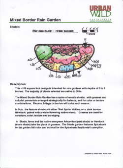 Mixed Border Rain Garden