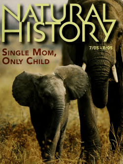 AMNH Library Digital Repository - American Museum of Natural