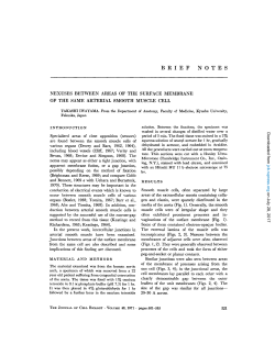 NEXUSES BETWEEN AREAS OF THE SURFACE MEMBRANE OF