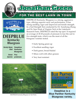 Deepblue Kentucky Bluegrass - Cascade International Seed Company