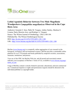 Lethal Agonistic Behavior between Two Male Magellanic