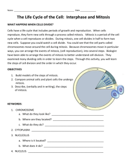 Interphase and Mitosis WHAT HAPPENS WHEN CELLS DIVIDE?