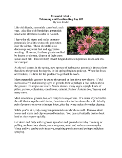 Perennial Alert &ndash; Trimming and Deadheading Pay Off Like old