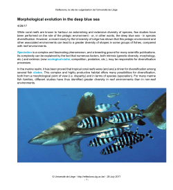 Morphological evolution in the deep blue sea - Reflexions