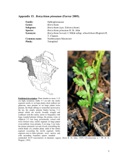 Botrychium pinnatum