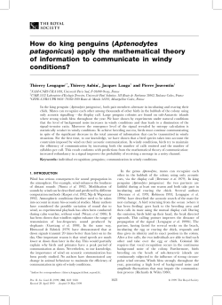 How do king penguins (Aptenodytes patagonicus) apply the